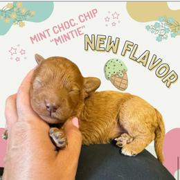 Mintie - (Mint Chocolate Chip) - Red female Bordoodle puppy in Canfield, Ohio from Poo's Doo's & Inu's