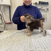 Girl 1 - Lowchen puppy in Rochester, New York from Ashford Kennel