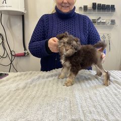 Girl 1 - Lowchen puppy in Rochester, New York from Ashford Kennel