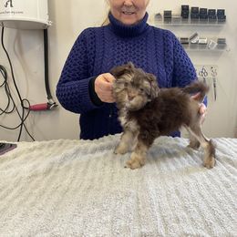 Girl 1 - Lowchen puppy in Rochester, New York from Ashford Kennel