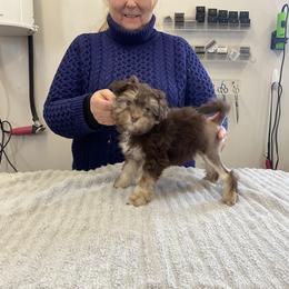 Girl 1 - Lowchen puppy in Rochester, New York from Ashford Kennel