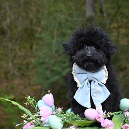 Cavapoo, Cockapoo, and Poodle Puppies from Heavenly Puppies to Love