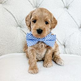 Yosemite - Apricot male Goldendoodle puppy in Sterling, Illinois from Charley's Goldendoodles