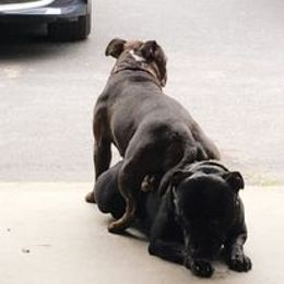 Staffordshire Bull Terrier All Grown Up from Noumenon Staffords