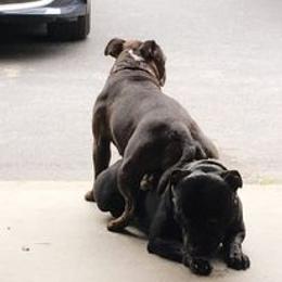 Staffordshire Bull Terrier All Grown Up from Noumenon Staffords