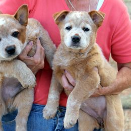 Australian Cattle Dog Puppies from Thornbush