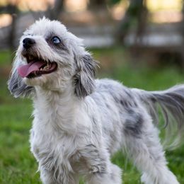 Paisley - Australian Shepherd