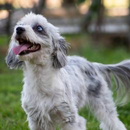 Paisley - Australian Shepherd