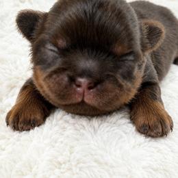 Willow - Red female Shih Tzu puppy in Maize, Kansas from Air Capital Shih Tzu Puppies