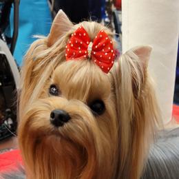 Jasmin - Yorkshire Terrier