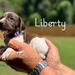 Liberty - female German Shorthaired Pointer puppy in Six Mile, South Carolina from The Proper Pointer Co.