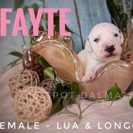 Fayte- light pink - White and black female Dalmatian puppy in Altoona, Iowa from 10 Spot Dalmatians