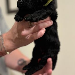 Goldendoodle and Poodle Puppies from Southern Stroll Poodles & Doodles