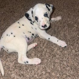 Dalmatian Puppies from The Exquisite Dalmatians