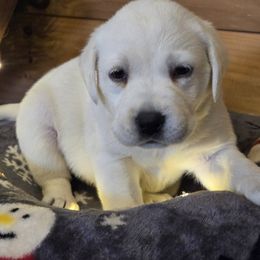 Ice - Yellow male Labrador Retriever puppy in Gaffney, South Carolina from Circle D Farms