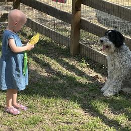 Mollie - Sheepadoodle