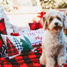 Aussiedoodle, Australian Shepherd, and Toy Australian Shepherd Puppies from Reintree