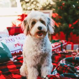Aussiedoodle, Australian Shepherd, and Toy Australian Shepherd Puppies from Reintree