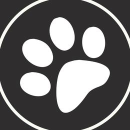 Star - Siberian Husky