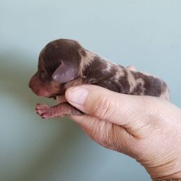 Dachshund Puppies from FLYING L Dachshund Academy