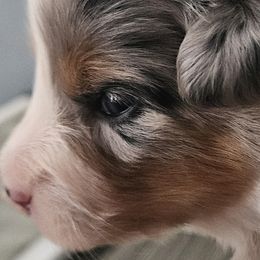 Australian Shepherds from Folklore Australian Shepherds