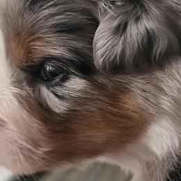 Australian Shepherds from Folklore Australian Shepherds