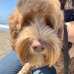 Maverick - Australian Labradoodle