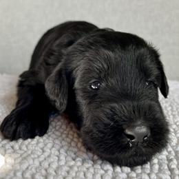 Giant Schnauzer and Miniature Schnauzer Puppies from My Angel Schnauzers