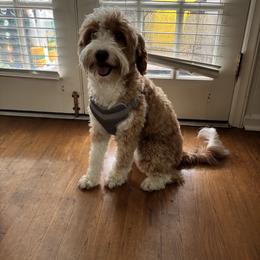 Kensi/Bella - Bernedoodle