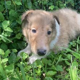 Kelly - Sable merle female Collie puppy in Yulee, Florida from Three Collie Farm