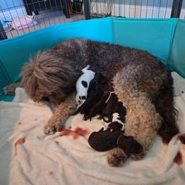 Dexter - Brown male Bernedoodle puppy in Aurora, Colorado from Simply Amazing Doodles