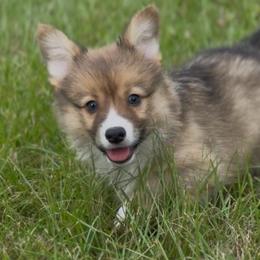 AKC Sable Fluffy triple clear - Sable male Pembroke Welsh Corgi puppy in Summerfield, Florida from Promise Land Farm