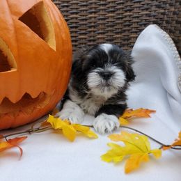 Great Dane and Shih Tzu Puppies from Empire Royalty and Majestic Dane