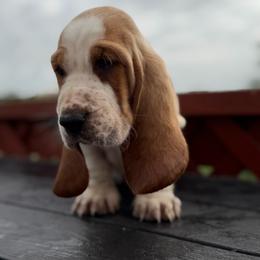 Nibbles - Red and white male Basset Hound puppy in Independence, Kansas from Little Patch of Heaven