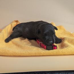 Meatball - male Patterdale Terrier puppy in Yucaipa, California from Moormont Kennels