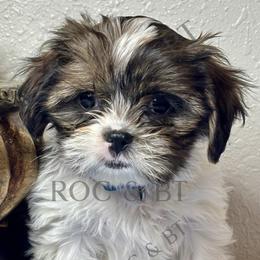 Trevor - Black gold and white male Cavatzu puppy in Oklahoma from Rocky Oak Cavaliers & Biewer Terriers LLC