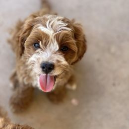 Cavapoo Puppies from Perfect Puppy Paws