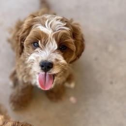 Cavapoo Puppies from Perfect Puppy Paws