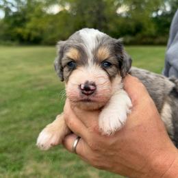 Aspen - Blue merle female Bernedoodle puppy in Warrensburg, Missouri from Dreamer Ridge Puppies