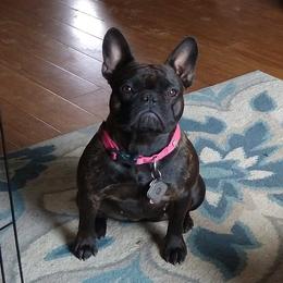 Honey - French Bulldog