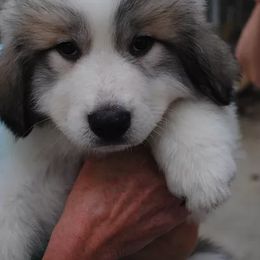 Great Pyrenees from Pyradigm Great Pyrenees