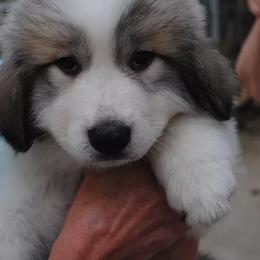 Great Pyrenees from Pyradigm Great Pyrenees