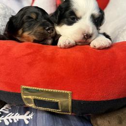Bernedoodle, Goldendoodle, and Poodle Puppies from Donnas Deluxe Doodles LLC