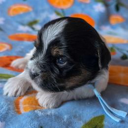 Prospero - Light Blue Collar - Black gold and white male Shorkie puppy in Troy, Ohio from Ever After Tails