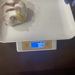 Poodle Puppies from Cute paws poodles