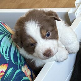 Australian Shepherd Puppies from Fly by Nite Australian Shepherds