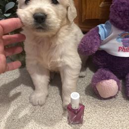 Dash - Light golden male Golden Retriever puppy in Grant County, Indiana from On The Sunny Side Pavey Farms