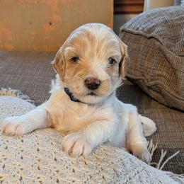 Blue Collar Boy - male Cavapoo puppy in Almira, Washington from Cavapoo Cuddles