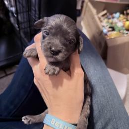Journey - Merle female Cavapoo puppy in Battle Lake, Minnesota from Panda Puppies