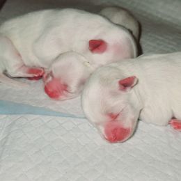 Maltese and Yorkshire Terrier Puppies from TLC Kennels TenderLittleCuties